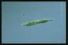 Euglena tripteris