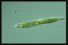 Euglena tripteris