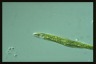 Euglena tripteris