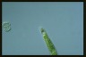 Euglena tripteris