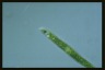 Euglena tripteris