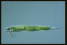 Euglena tripteris