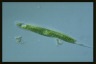 Euglena tripteris