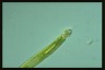 Euglena tripteris