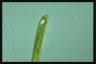 Euglena tripteris