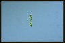 Euglena deses