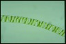 Spirogyra