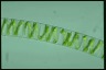 Spirogyra