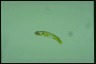 Euglena