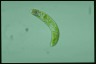 Euglena