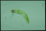 Euglena