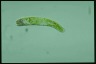 Euglena