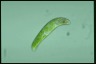 Euglena