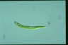 Euglena spirogyra