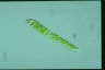 Euglena deses