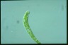 Euglena deses