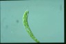 Euglena deses