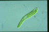 Euglena deses