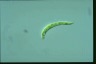 Euglena deses