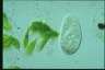 Paramecium