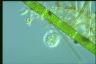 Choanocystis