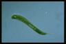 Euglena oxyuris