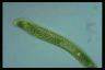 Euglena oxyuris