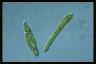 Euglena deses