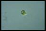 Euglena