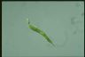 Euglena