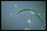 Spirostomum