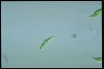 Euglena