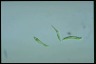 Euglena