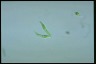 Euglena