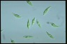 Euglena