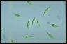 Euglena