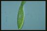 Euglena ehrenbergii