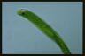 Euglena