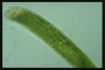 Euglena