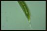 Euglena