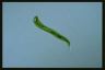 Euglena