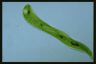 Euglena