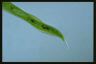 Euglena