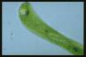 Euglena