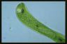 Euglena