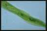 Euglena