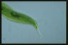 Euglena