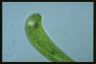 Euglena