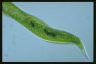 Euglena