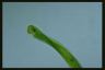 Euglena